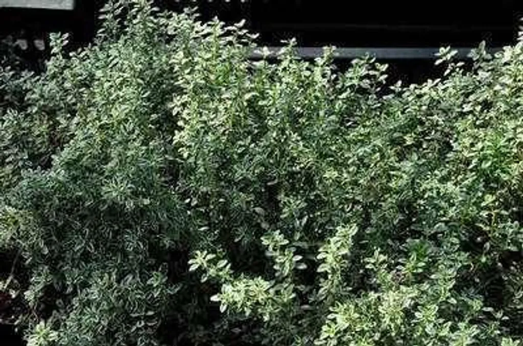 Thym Citronné Silver Queen Résistant Sécheresse - 6 Plants couvre-sol