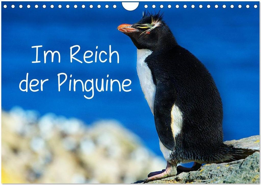 Im Reich der Pinguine (Wandkalender 2026 DIN A4 quer), CALVENDO Monatskalender