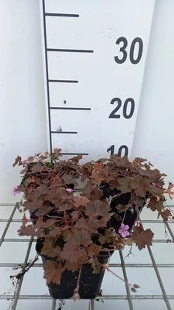Géranium Bob's Blunder au feuillage pourpre - 6 plants Bec de Cigogne