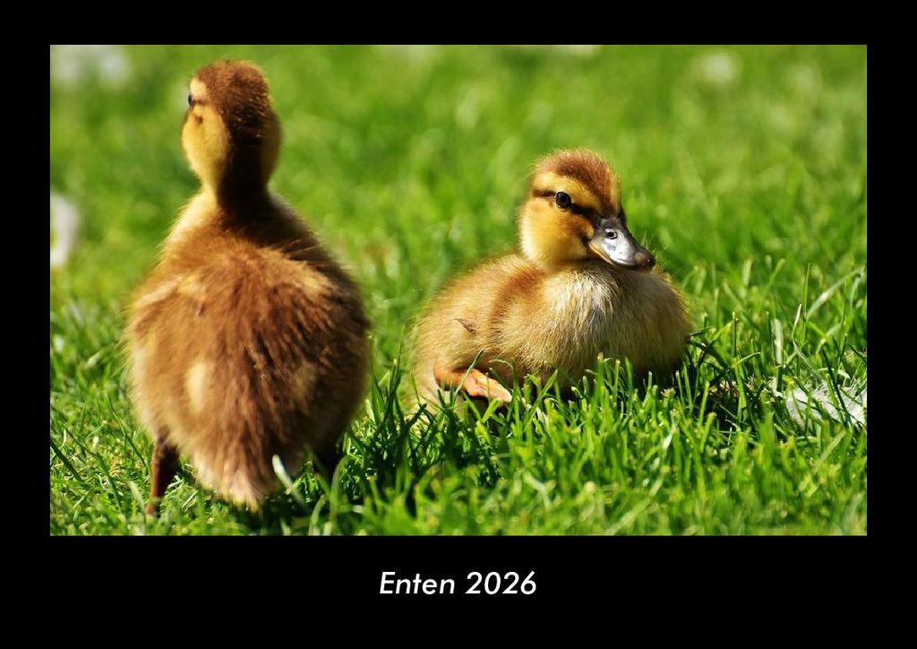 Enten 2026 Fotokalender - Querformat DIN A3, Monatskalender mit Bild-Motiven von Haustieren, Bauernhof, wilden Tieren und Raubtieren