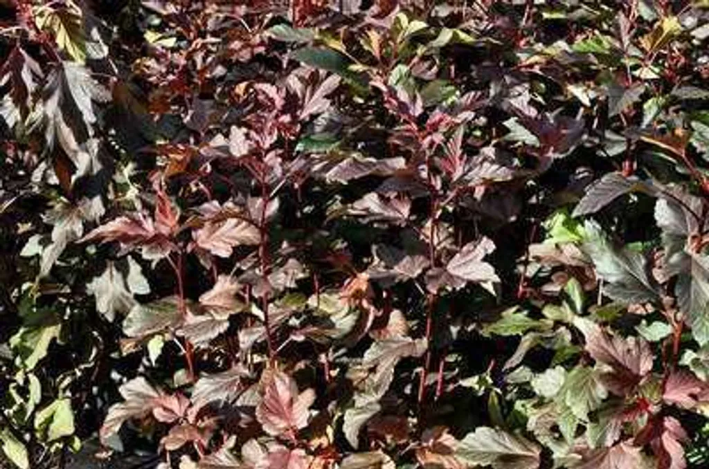 Physocarpus Diable d'or pour Haie Libre et Massif Coloré - Taille 40-60