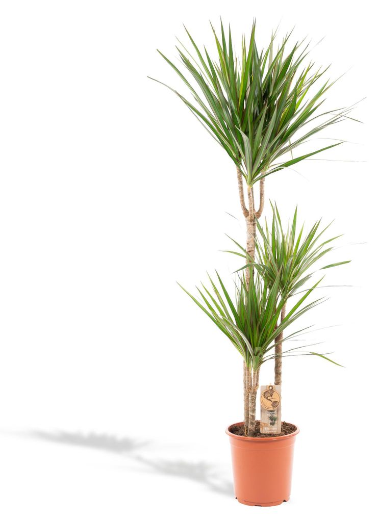 Dragonnier Marginata - Ø21cm - ↕120cm Image du produit 