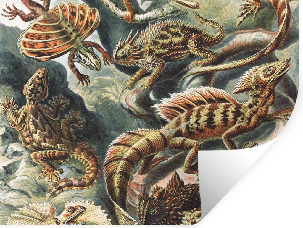 MuchoWow Wandtattoo Wandsticker Wandaufkleber Jahrgang - Kunst - Ernst Haeckel - Salamander - Tiere 40x30 cm Selbstklebend und Repositionierbar -...
