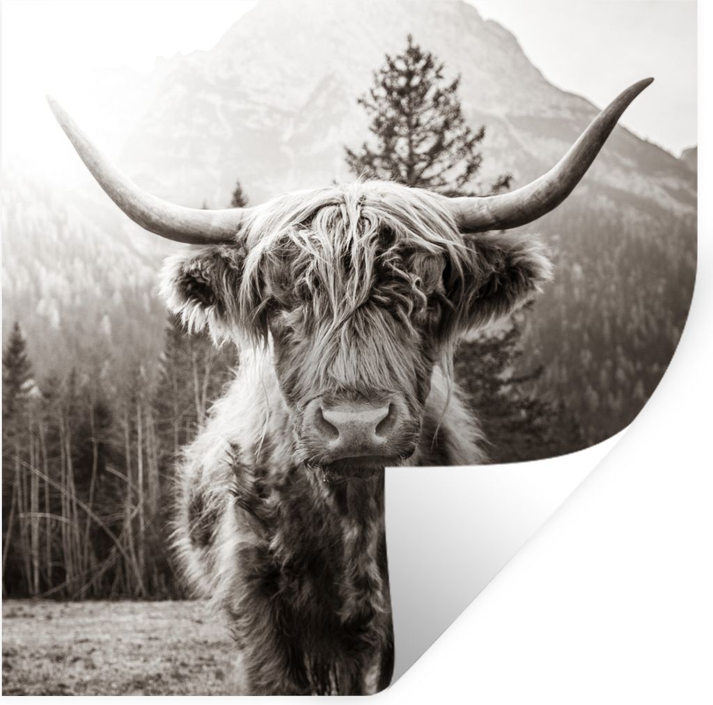 MuchoWow Wandtattoo Wandsticker Wandaufkleber Schottischer Highlander - Tiere - Schwarz - Weiß 30x30 cm Selbstklebend und Repositionierbar - Rep...