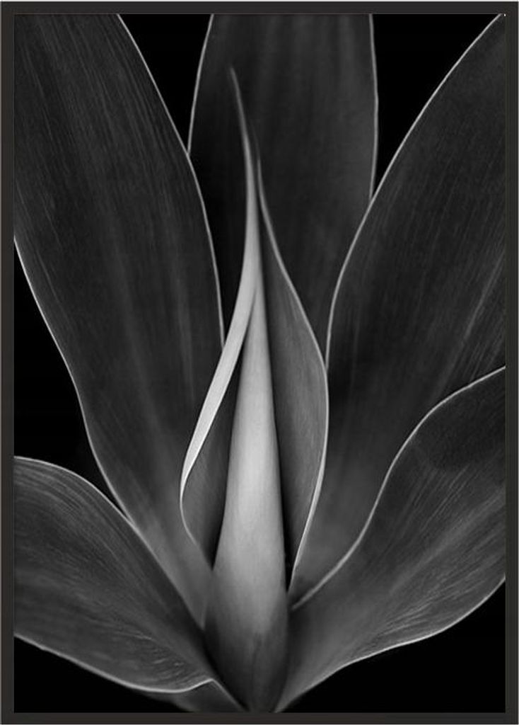 Bild Poster im Rahmen 53x73 cm Blume P1036