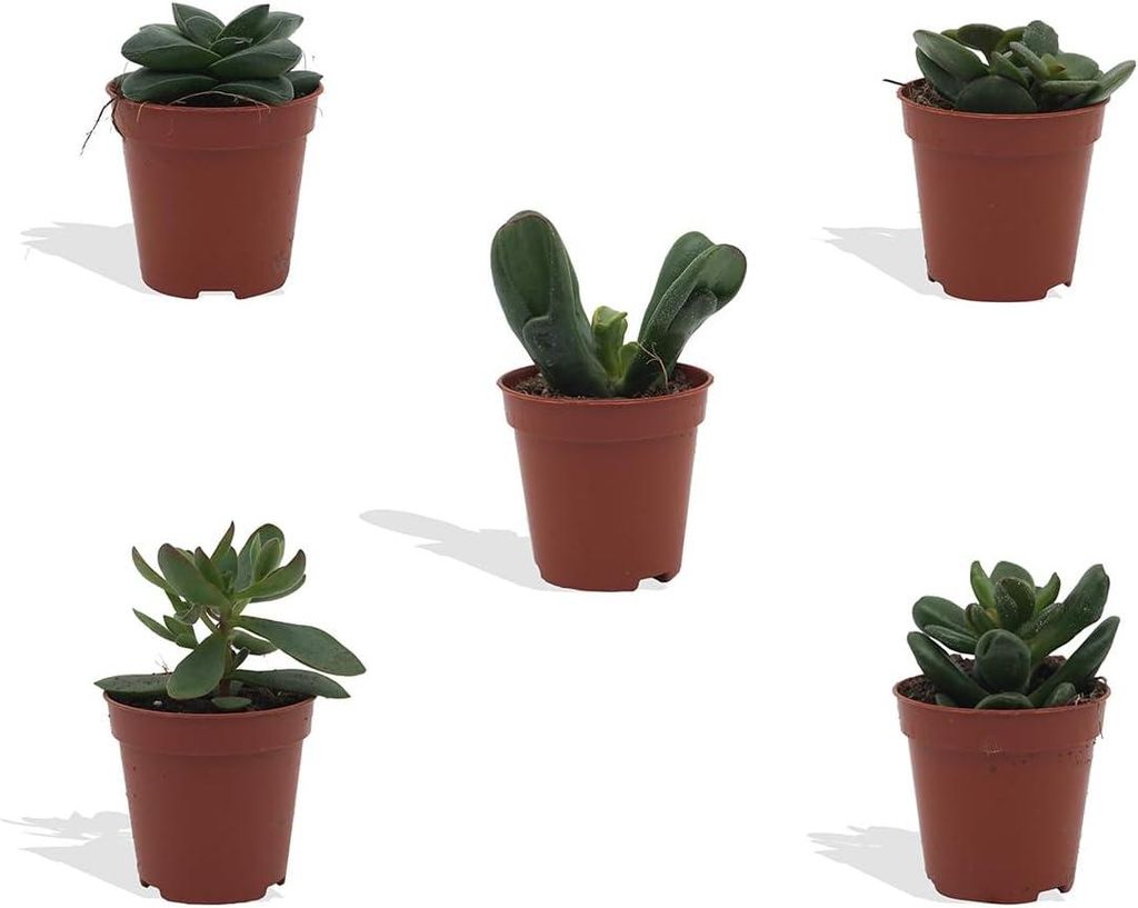 DutchLeafs Crassula Mix 5 Stück Verschiedene Mini-Sukkulenten - Topf 5,5 cm - Crassuloideae Dickblatt Sukkulent Kleine Pflanzen Sammlung Pflegelei...