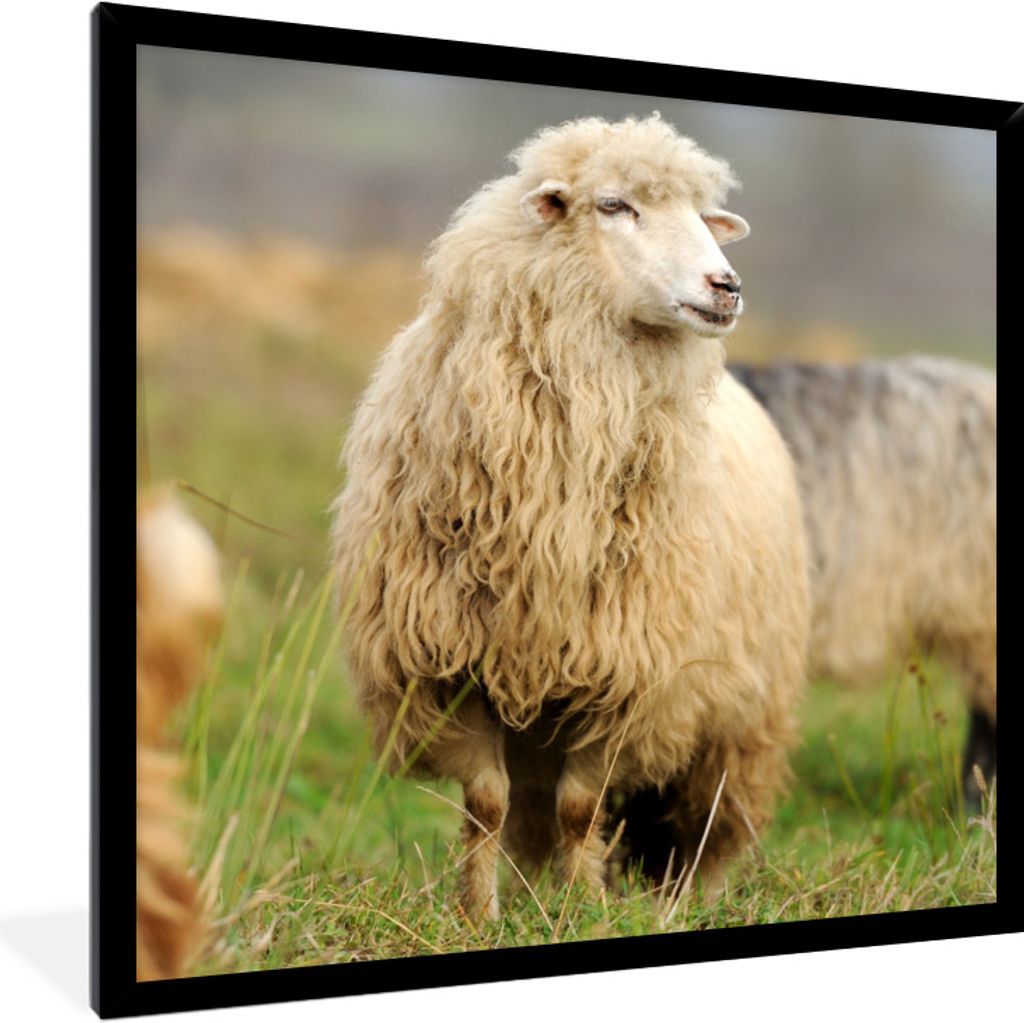 MuchoWow Gerahmtes Poster Schafe - Wolle - Gras 40x40 cm - Poster mit Schwarzem Bilderrahmen Wandposter Rahmen Foto Bilder - Mit Rahmen - Wanddek...