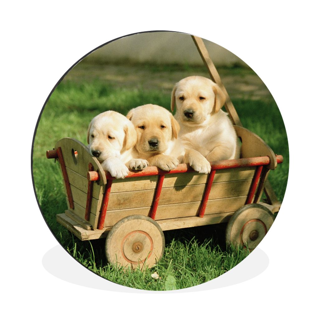 MuchoWow Aluminium Wandkreis Drei entzückende Golden Retriever Welpen in einem Wagen Ø 30 cm Wanddeko Modern Wohnzimmer - Wand Bild - Wohnzimme...