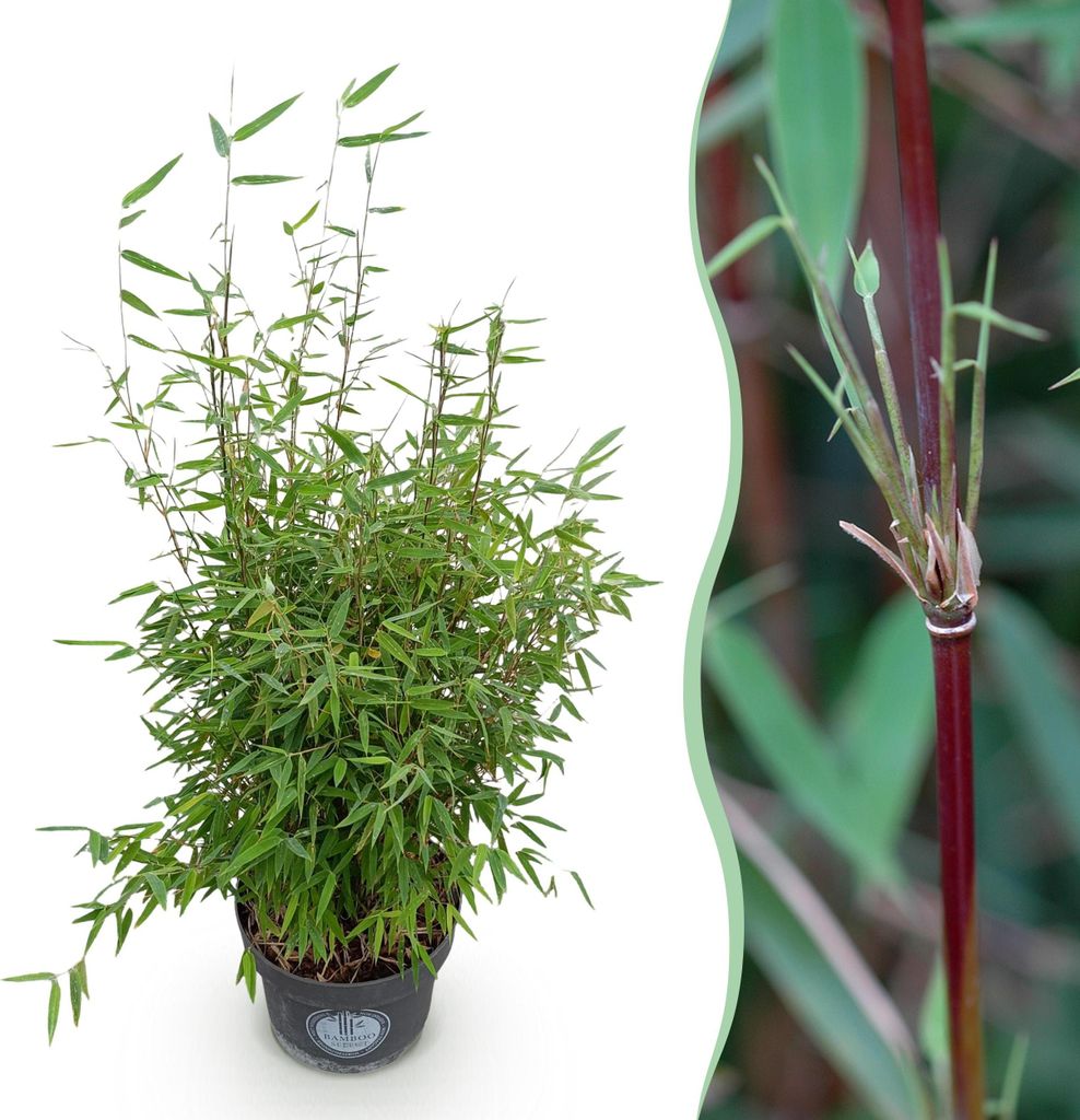 Gräser - Fargesia nitida Roter Drache - Nicht-invasiv Bambus - Immergrün - 70-80cm - Ø23cm - Gartenpflanze