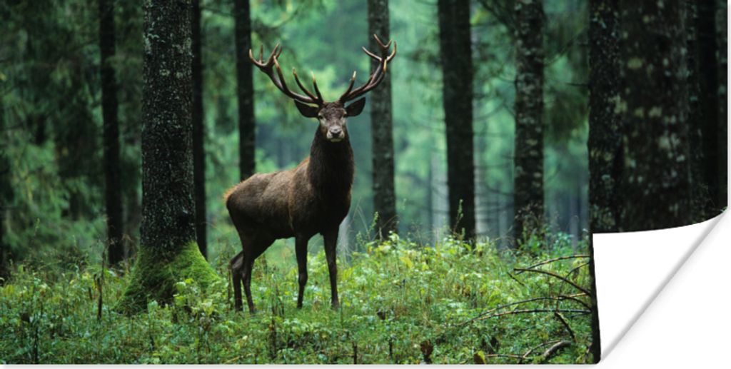 MuchoWow Poster Hirsche - Wald - Bäume - Tiere - Natur 40x20 cm - Poster für die Wand - Poster Schlafzimmer