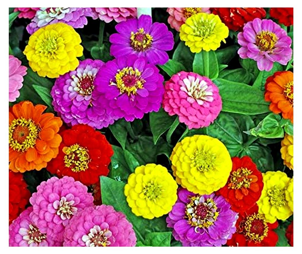 Blumensamen Zinnie Yoga Mix, einjährig, unbehandelt, bis zu 8 cm Blütendurchmesser, ca. 80 Pflanzen, kompostierbare Verpackung