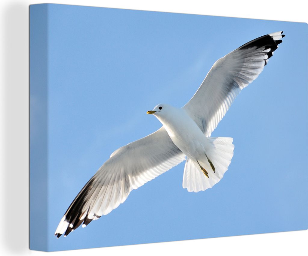 OneMillionCanvasses - Leinwandbilder - 140x90 cm, Nahaufnahme einer Sturmmöwe im Flug, Wandbilder Kunstdruck Wanddekoration - Foto auf Leinwand ...