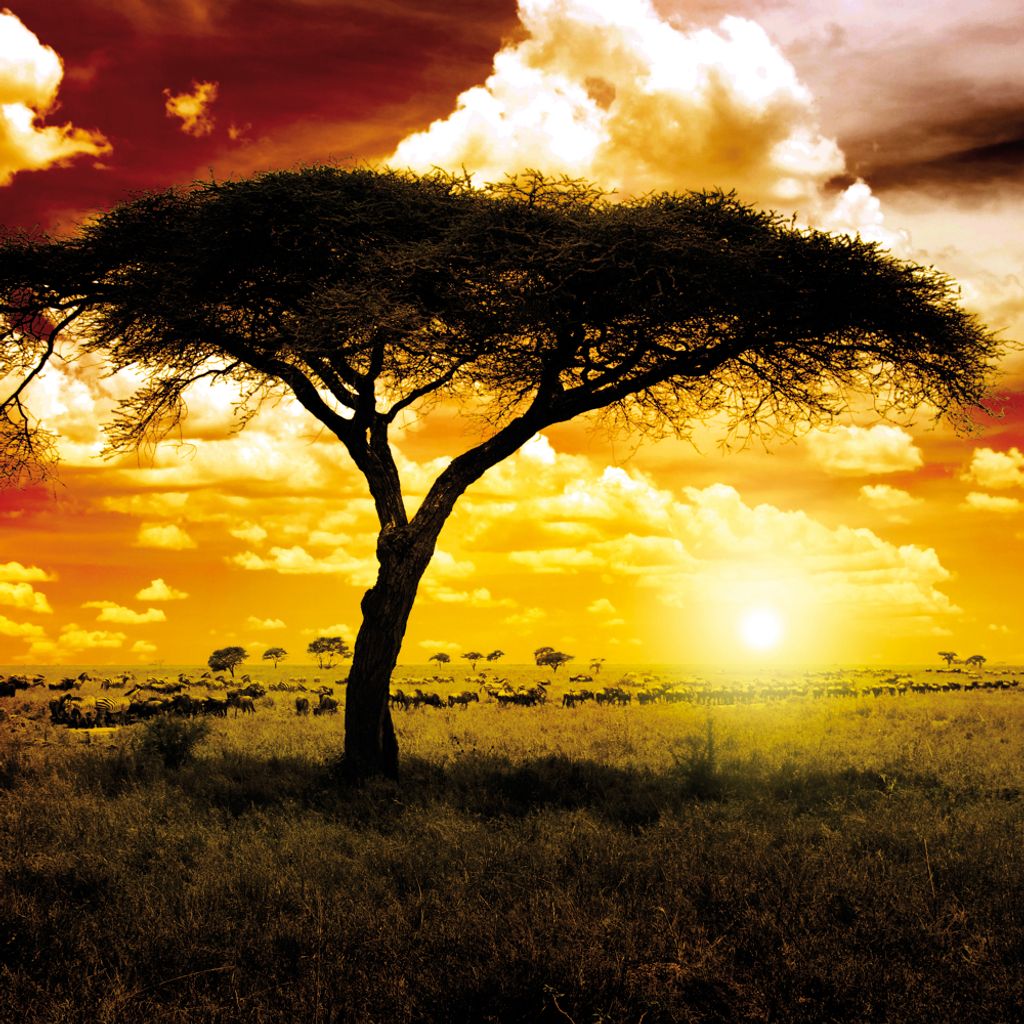 Afrika Kunstdruck Bild - Sonnenuntergang In Der Savanne, Akazienbaum (70 x 70 cm)