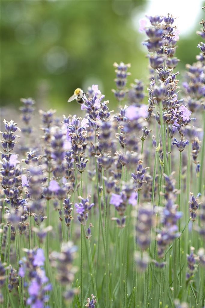 Lavandula angustifolia 'Munstead', Lavendel, violett, 2 Liter Container