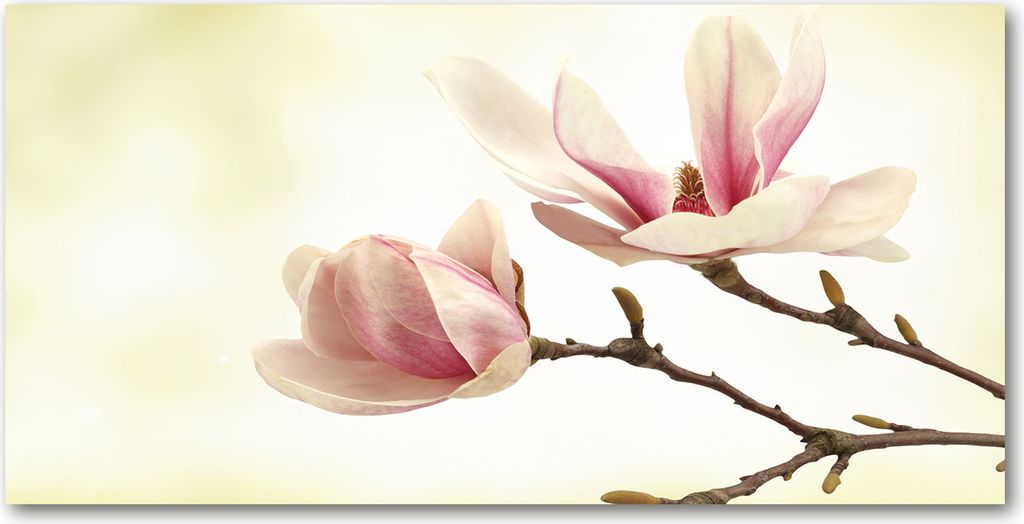 Tulup Glas-Bild -140x70- Wandkunst Dekorative Wand für Küche & Wohnzimmer - Blumen & Pflanzen - Magnolie - Mehrfarbig