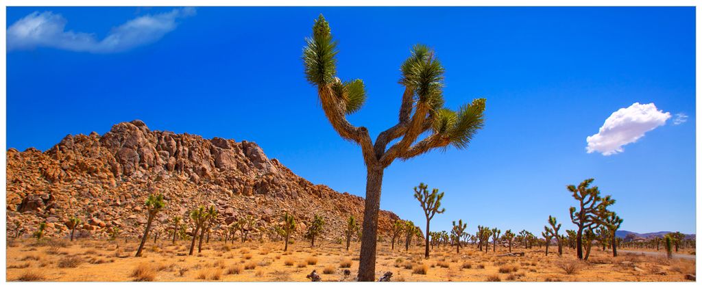 Wallario Premium Glasbild, freischwebende Optik, kräftige Farben, Größe 80 x 32 cm Motiv Palmlilie im Nationalpark Yucca Valley Wüstenlandschaft