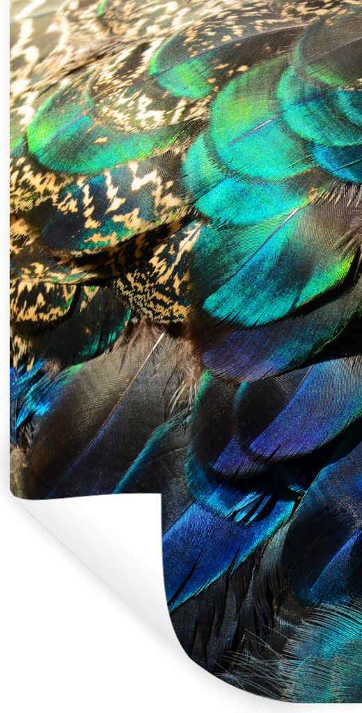 MuchoWow Wandtattoo Wandsticker Wandaufkleber Federn - Pfauenfedern - Pfau - Blau - Kunst 80x160 cm Selbstklebend und Repositionierbar - Sticker ...