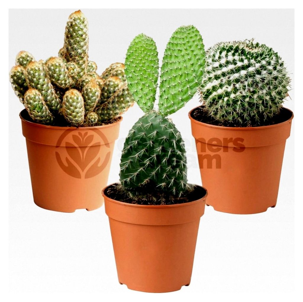Kaktus Pflanzen Set - 3er Sortiment Sukkulenten - Zimmerpflanzen für Zuhause und Büro - Natürliches Kaktus Set für Innenräume