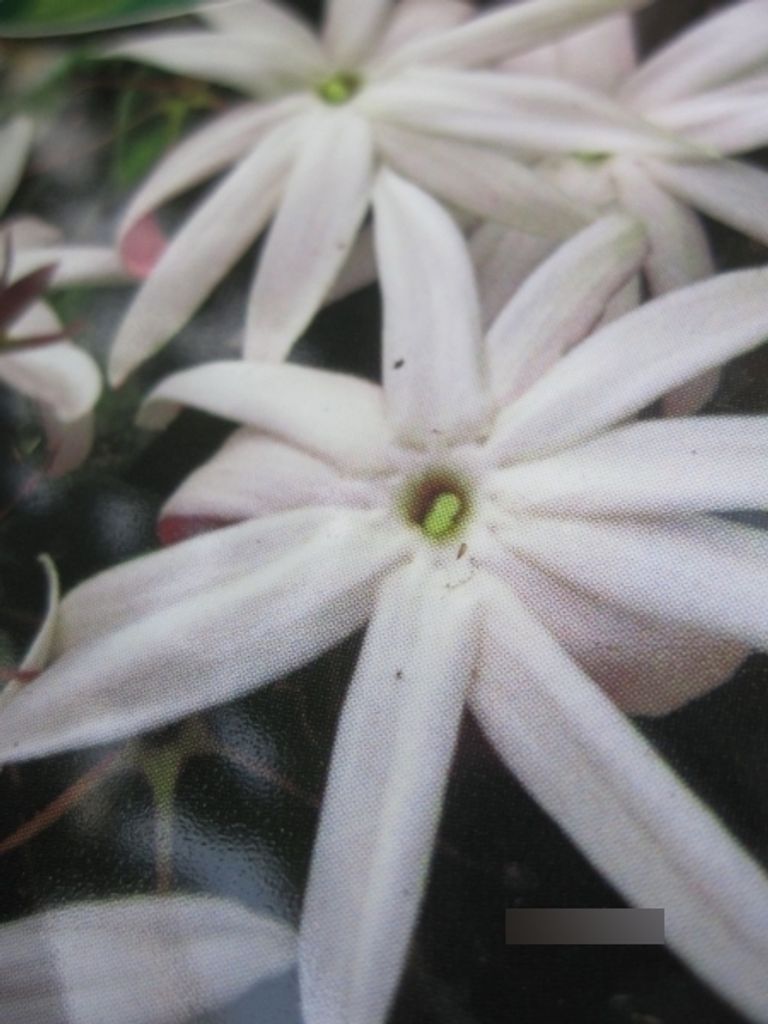 Jasminum nitidum Angel Wing - Engelsflügeljasmin 30-40
