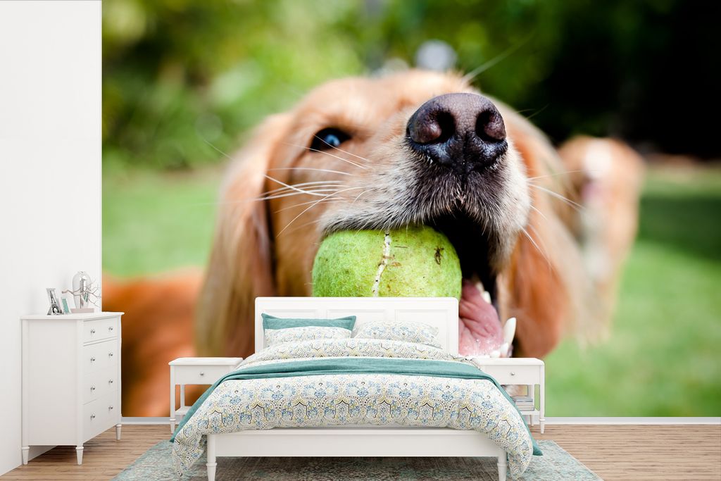 MuchoWow Fototapete für Wohnzimmer oder Schlafzimmer Wandtapete Vinyl Motivtapete Nahaufnahme eines Golden Retrievers mit einem Tennisball - 420...