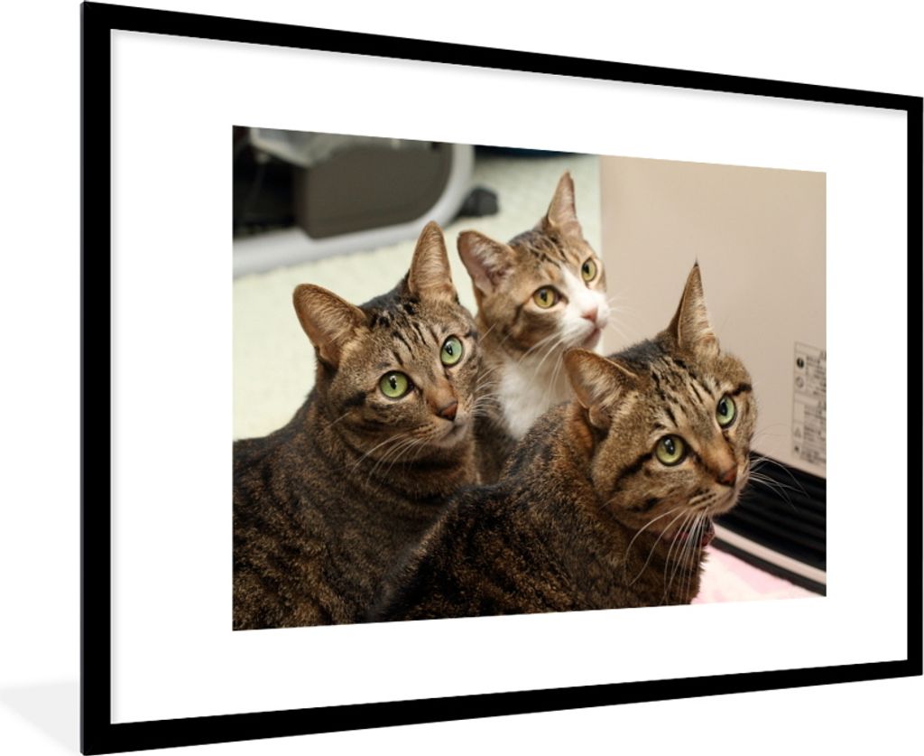 MuchoWow MuchoWow Gerahmtes Poster Katze - Braun 90x60 cm - Poster mit zchwarzem Bilderrahmen - Wanddekoration - Fotos