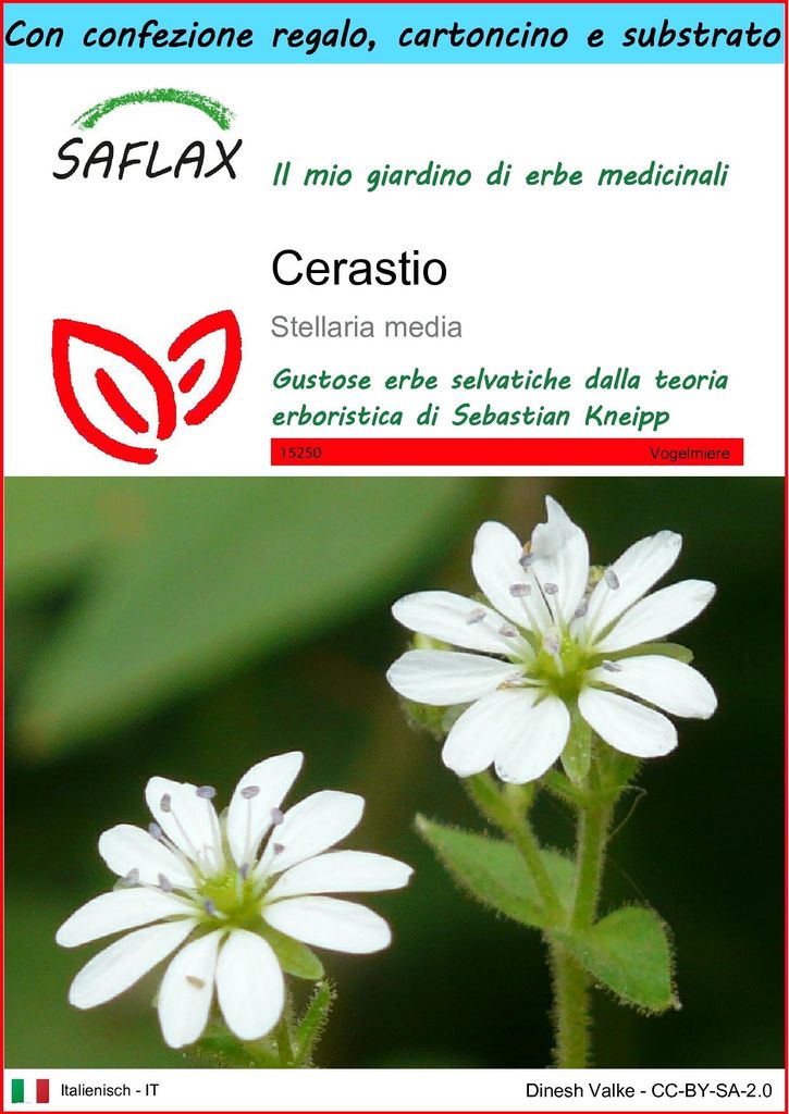 SAFLAX Set regalo - Cerastio - 1000 semi - Stellaria Immagine del prodotto 