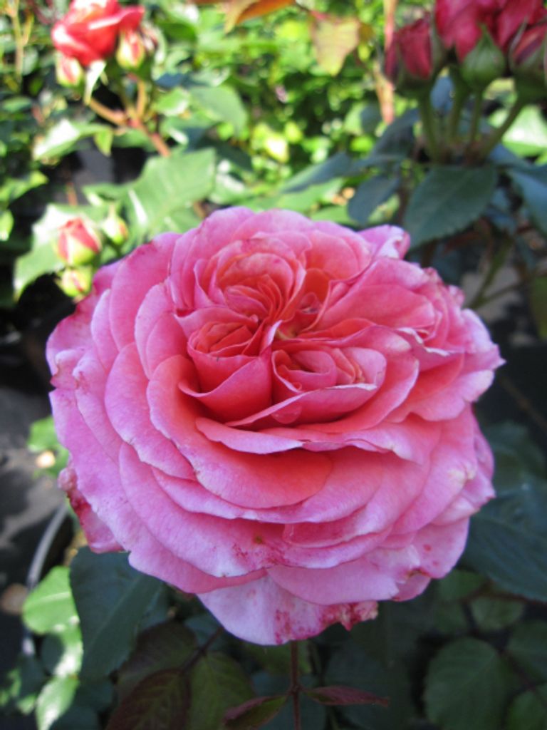 Nostalgie-Edelrose Mary Ann - Rosa Mary Ann - Tantau-Rose