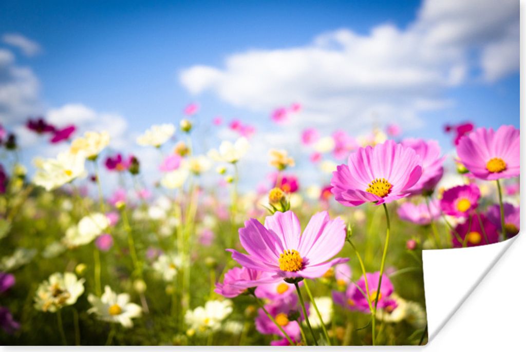 MuchoWow Poster Blumen - Wiese - Lila - Gras - Weiß - Wolken - Blau 30x20 cm - Plakate - Print