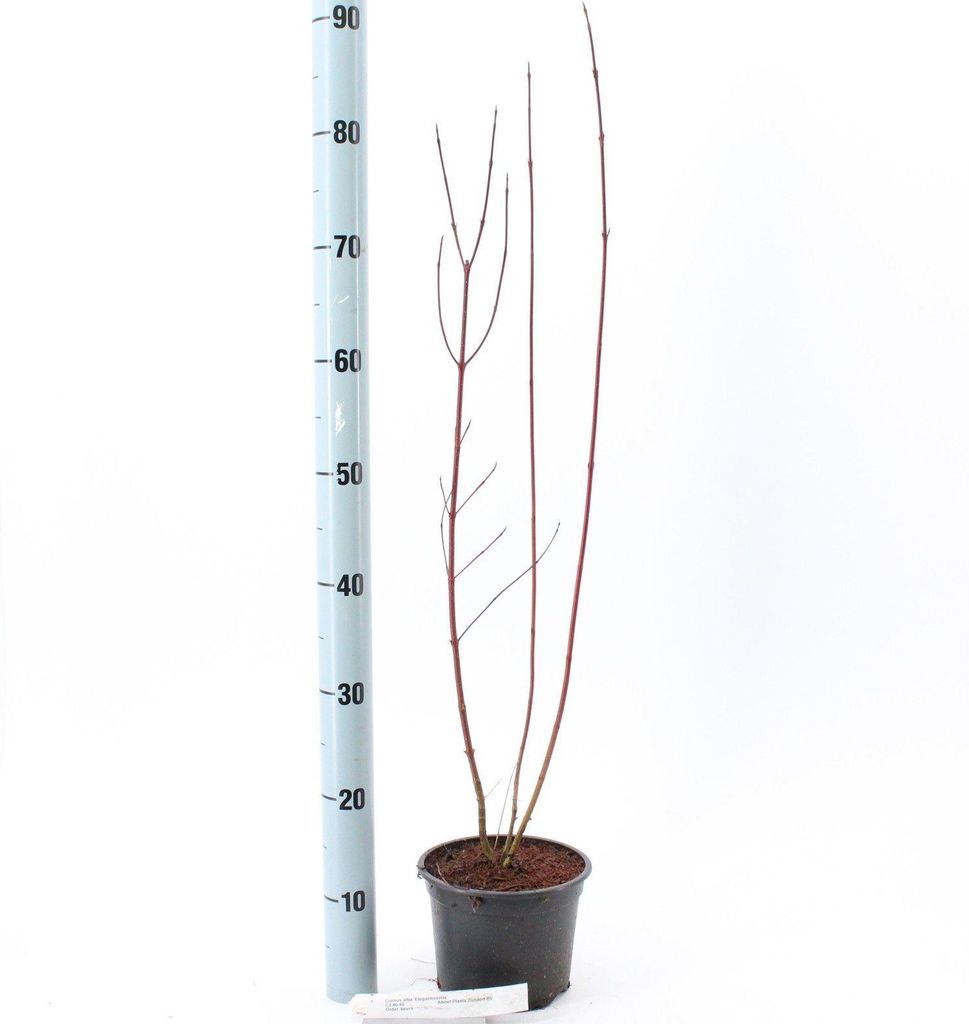 Cornus alba 'Elegantissima' - Hartriegel | 40-60 cm im Topf