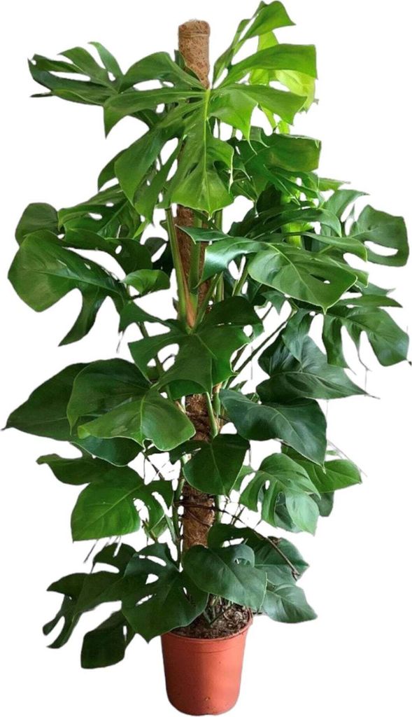 Trendyplants - Monstera Deliciosa - Lochpflanze - Zimmerpflanze - Höhe 140-160 cm - Topfgröße Ø27cm