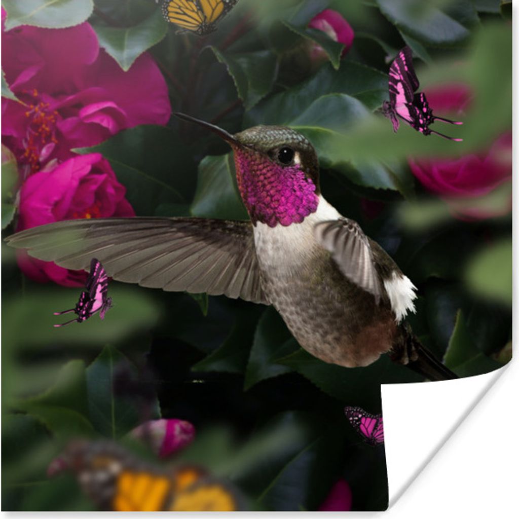 MuchoWow Poster Kolibri - Rosa - Schmetterlinge 100x100 cm - Babyzimmer