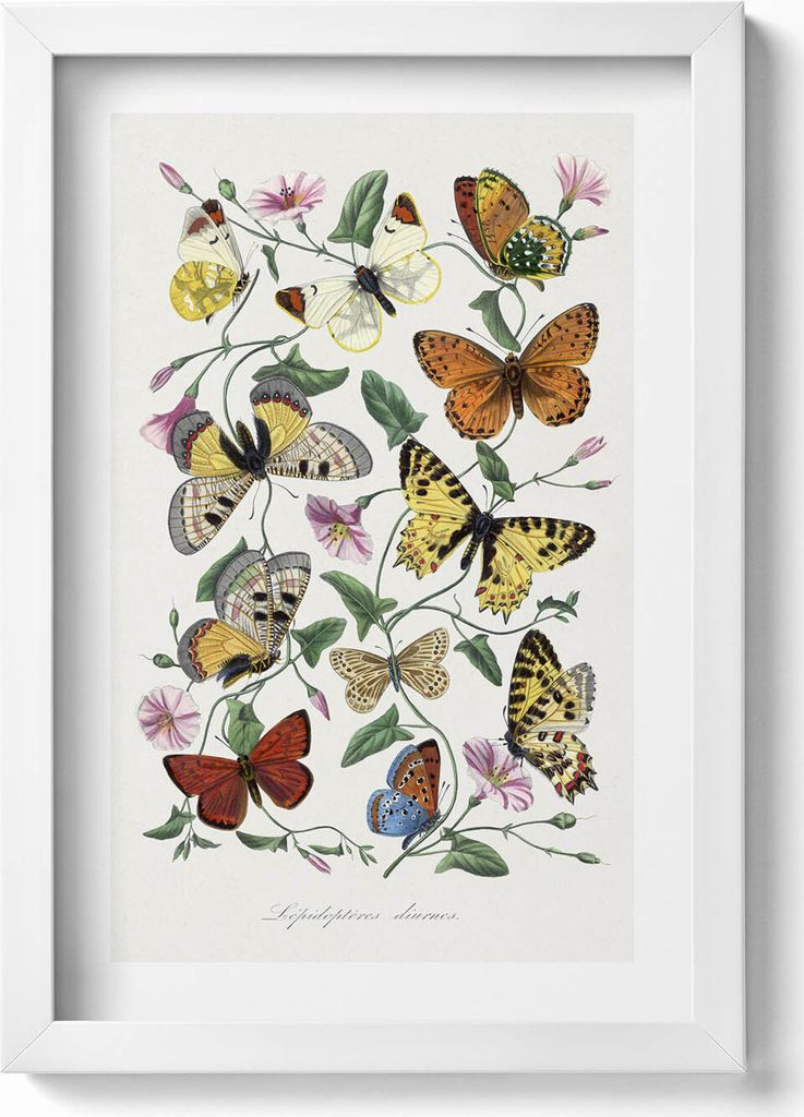 Altes Schmetterlingsposter– Wandbild mit Rahmen – Gerahmtes Bild – Wanddekoration – 20x30 cm – Weiß