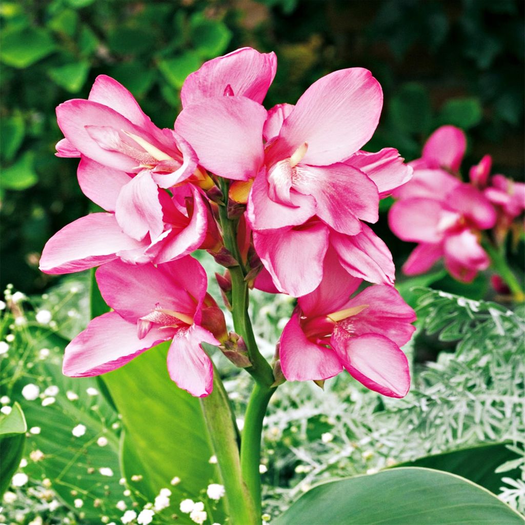 Canna Blüten Knolle Töpfe Garten Kanna La Boheme 1 St.