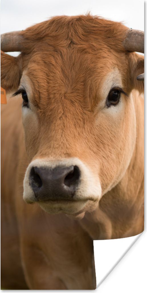 MuchoWow Poster Kuh - Horn - Porträt 80x160 cm - Kinderzimmer