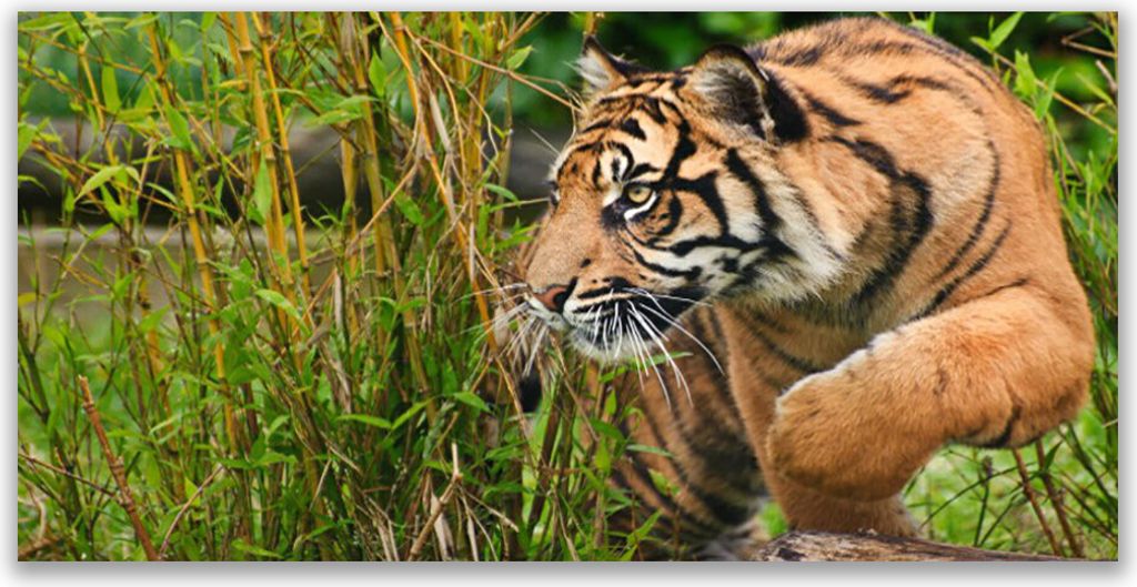 Tulup Leinwand-Bilder 140x70 Wandbild Canvas Kunstdruck Tiger Tiere