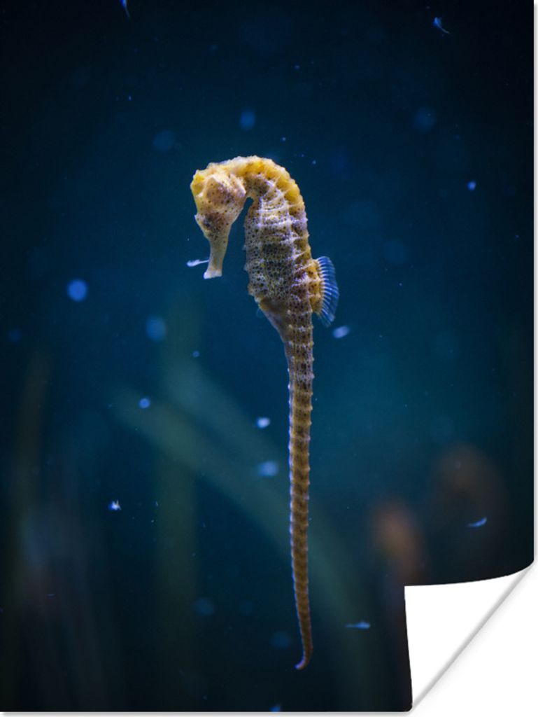 MuchoWow® Poster Seepferdchen im dunklen Ozean 30x40 cm - Produktbild 