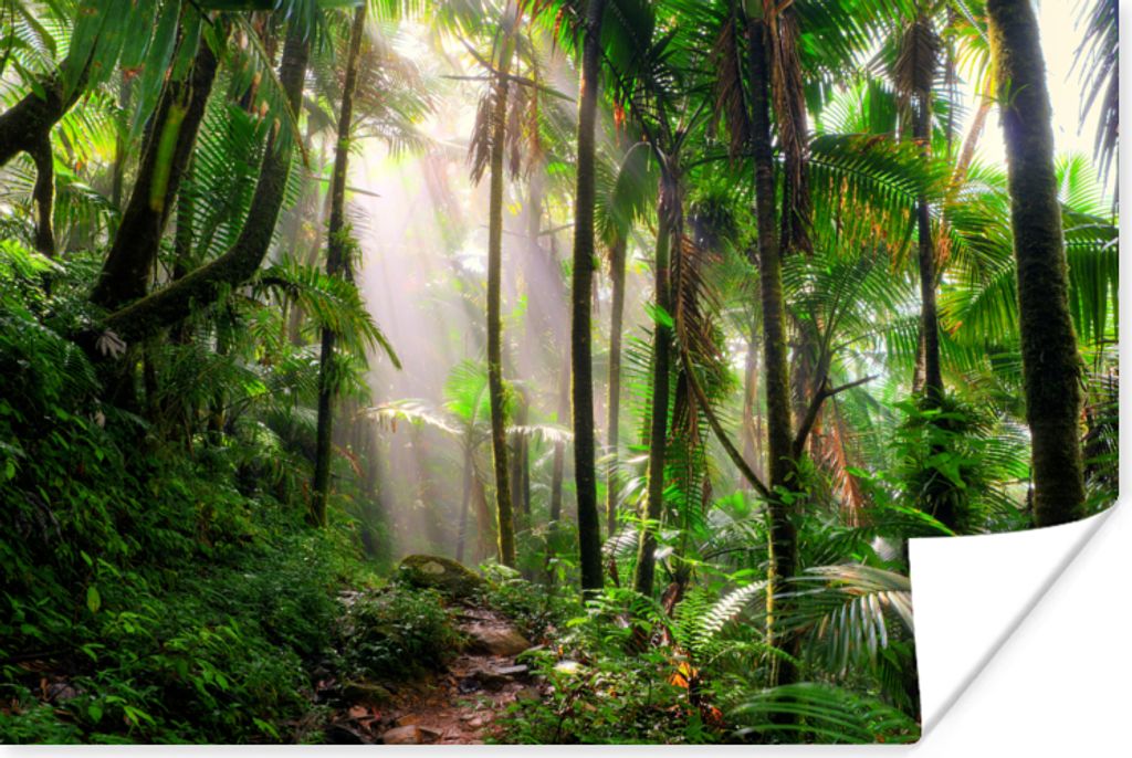 MuchoWow Poster Dschungel - Park - Puerto Rico 180x120 cm - Fotoplakat