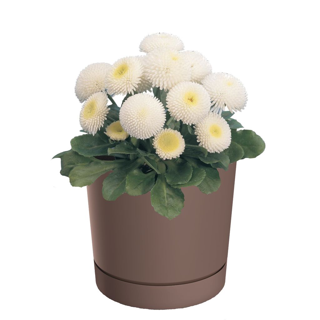 Blumentopf mit Untersetzer Ø12,8 cm Höhe 12,8 cm Rund Matt Modern Glatt Modisch Farbe Rosa-stilvolle und langlebige Inner-heimdekoration Gehäuse