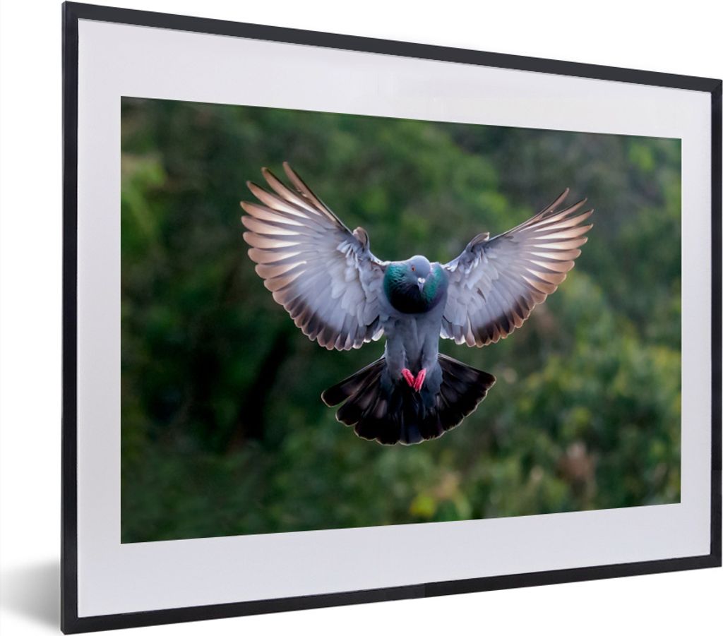 MuchoWow MuchoWow Gerahmtes Poster Eine fliegende Taube zwischen den grünen Bäumen 40x30 cm - Poster mit zchwarzem Bilderrahmen - Bilderrahme...