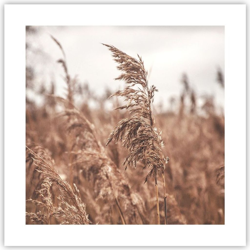 Poster - Poster ohne Rahmen - Zuckerrohr Wiese Boho - 40x40 cm - Wand Bild - Wanddeko - Wandbilder - Kunstposter - Wandposter - Bilder - Kunstdruck...