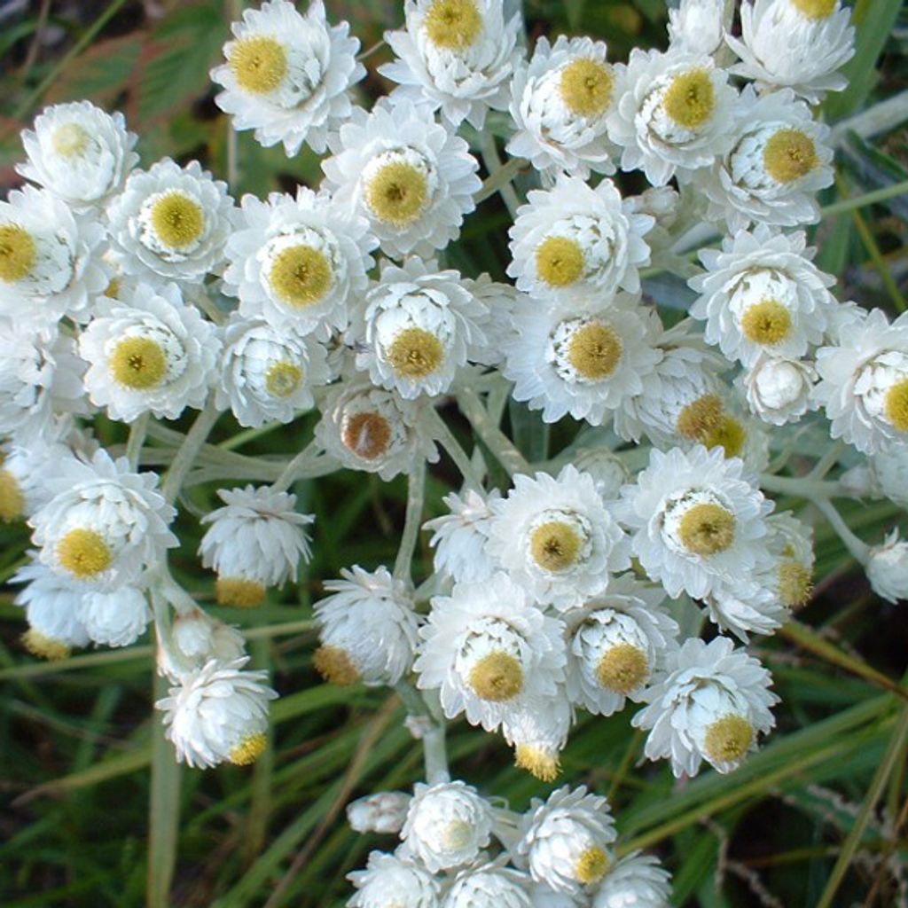 6 x Perlkörbchen  - Anaphalis margaritacea 'Neuschnee'  | Produktbild 