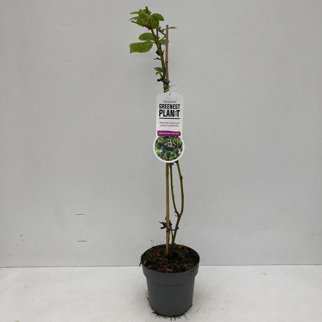 Mûrier Black Satin Rubus fruticosus sans épines en pot de 60-70 cm