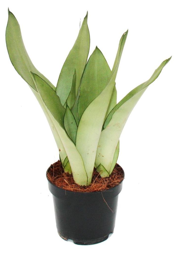 Sansevieria trifasciata "Moonshine" - stříbřitě klenuté Obrázek produktu 