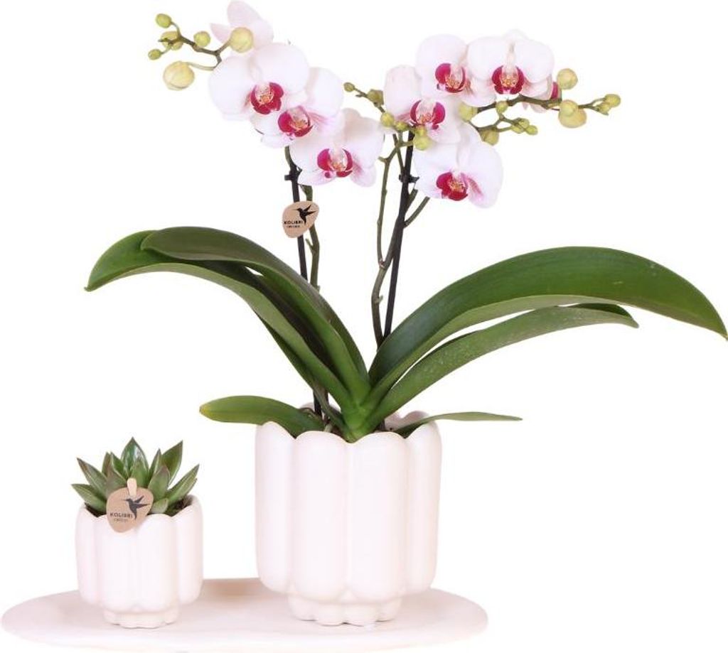 Kolibri Orchids | Geschenkset Retro White | Gibraltar Orchidee Ø9cm + Grünpflanze Ø6cm – inkl. Retro‐Übertöpfe & weißes Tablett – frisc...
