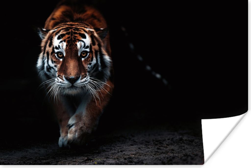 MuchoWow Poster Tiere - Tiger - Schwarz - Wild - Porträt 180x120 cm - Fotoplakat