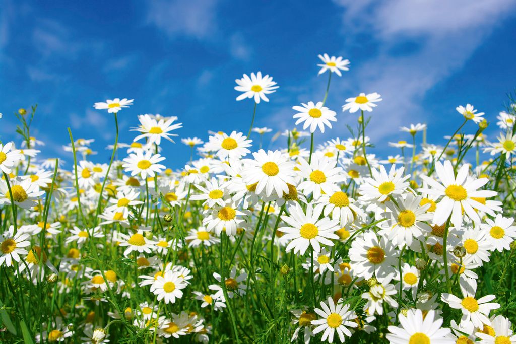 Fototapete - Daisies 375x250cm - Vliestapete