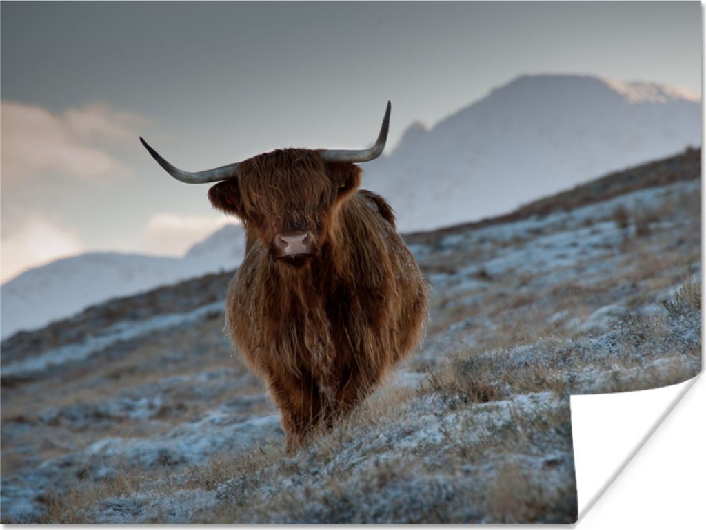 MuchoWow Poster Schottisches Hochlandrind - Landschaft - Schottland 80x60 cm - Kunst für zu Hause