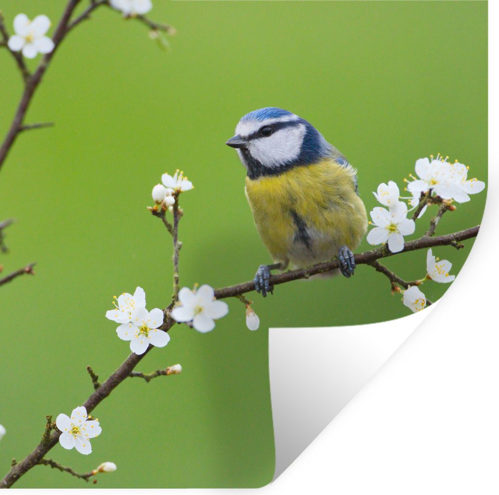 MuchoWow Wandtattoo Wandsticker Wandaufkleber Blaumeise - Zweig - Blumen - Blühende Zweige - Vogel 30x30 cm Selbstklebend und Repositionierbar -...