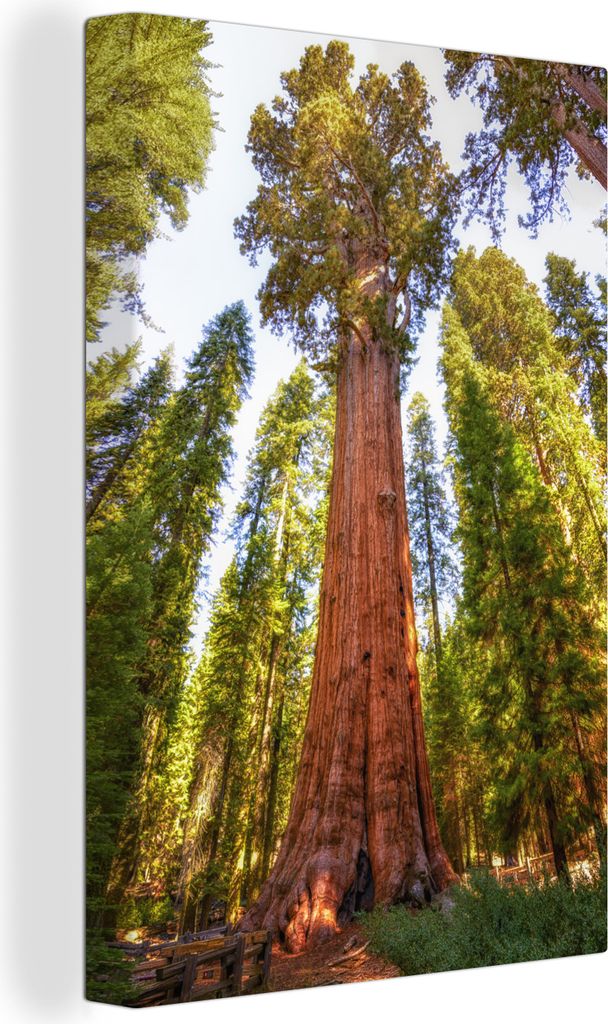 OneMillionCanvasses - Leinwandbilder - 90x140 cm, Sequoia-Bäume im Sequoia-Nationalpark in Nordamerika, Wandbilder Kunstdruck Wanddekoration - F...