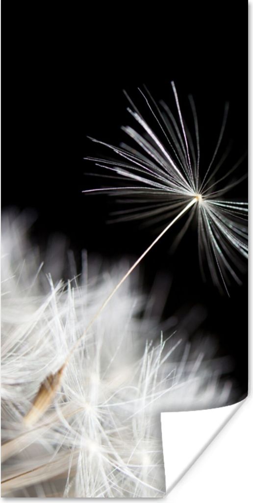 MuchoWow® Poster Blume - Löwenzahn - Pflanze 20x40 cm - Produktbild 